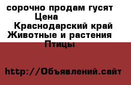 сорочно продам гусят › Цена ­ 1 700 - Краснодарский край Животные и растения » Птицы   